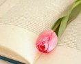 /album/boock-flowers/book-flower-pink-romantic-rose-beautiful-471f6c024476cc069e149fa8ab597283-h-jpg/